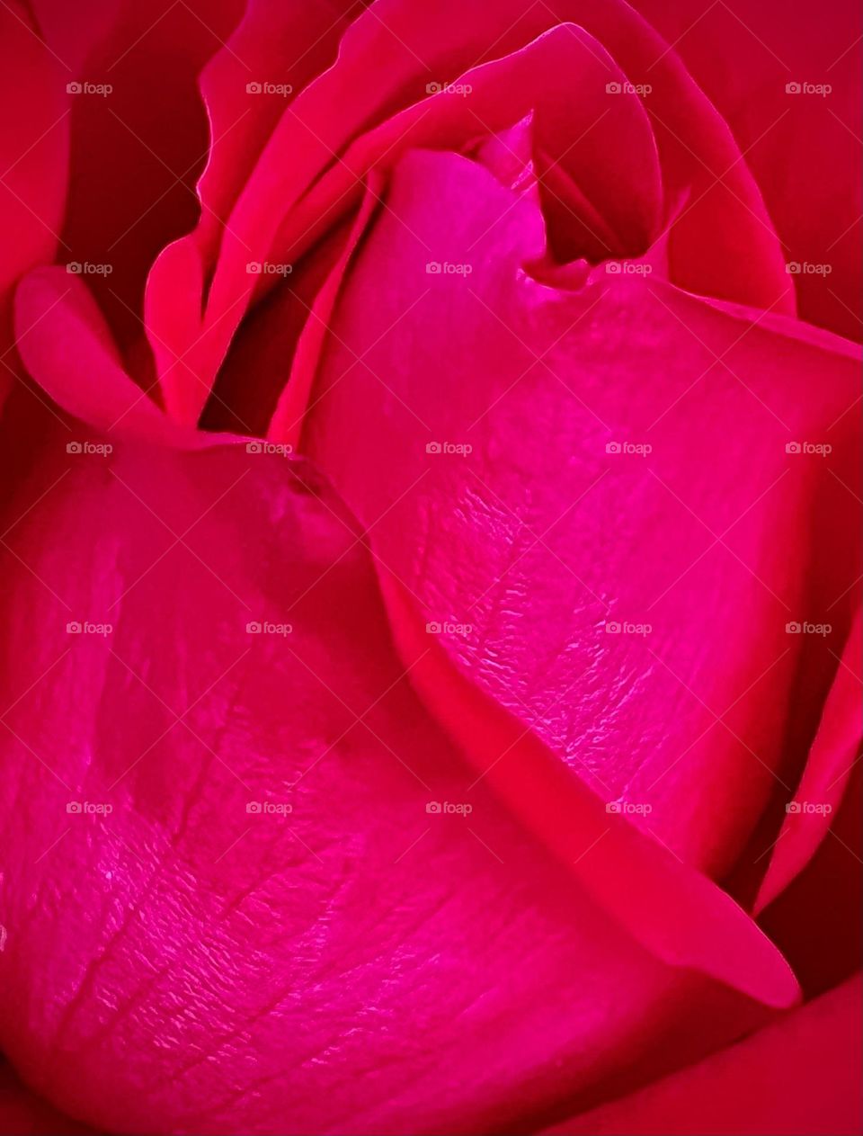 Pink Magenta Rose Close Up