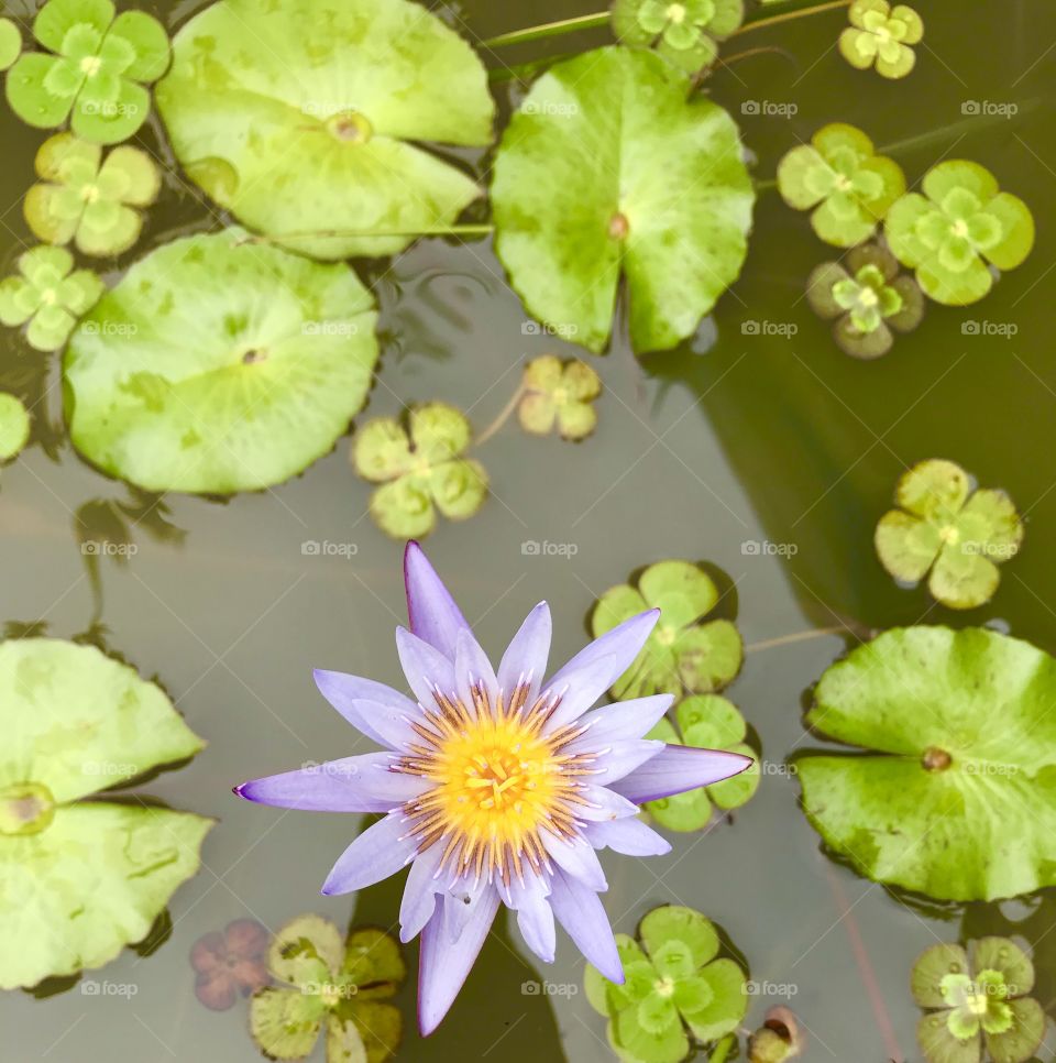 Flower and lily pads 