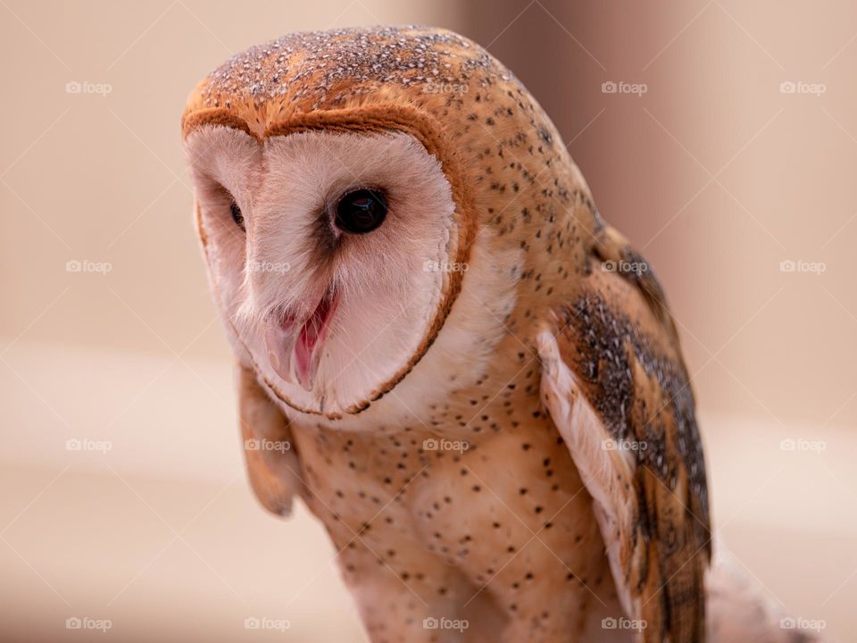 A young Barn Owl (Tyto alba) opens it's beak and shows off its pinkish coloring and adorable face