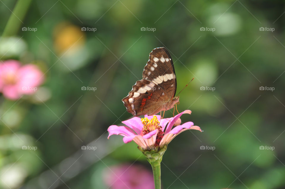 flower butterfly beautiful field by ozba
