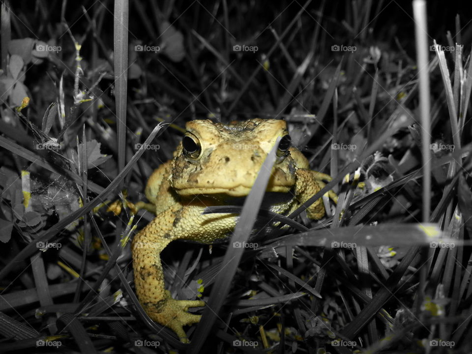 Mr. Toad. took at wedding