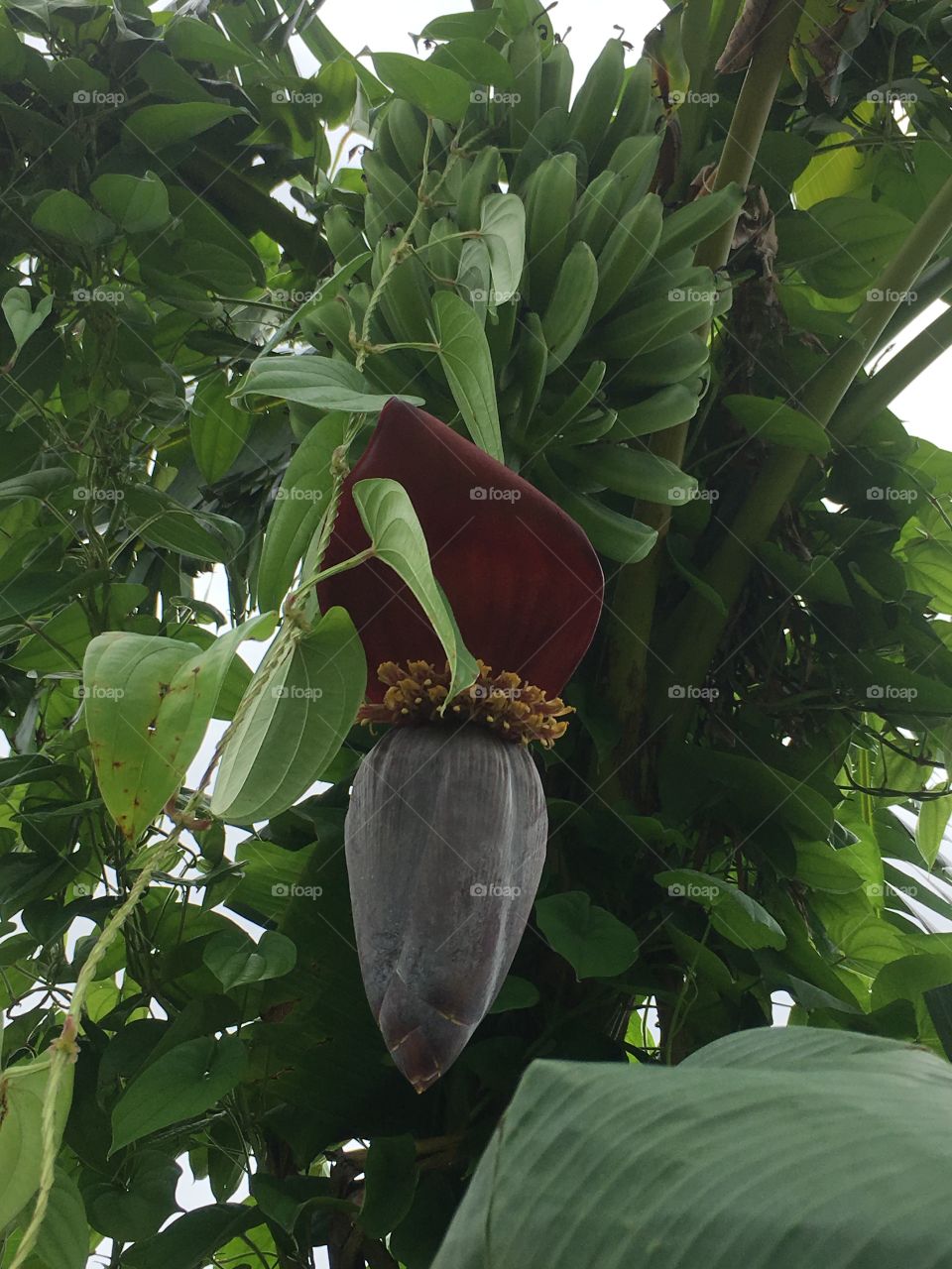 Baby bananas green and growing on a tree 