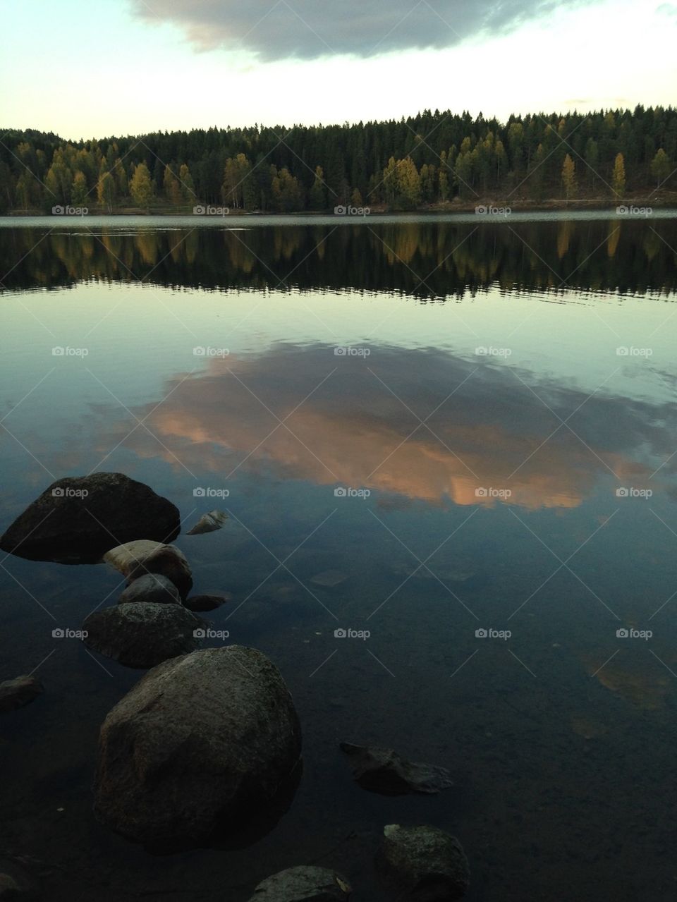 Forrest by the lake