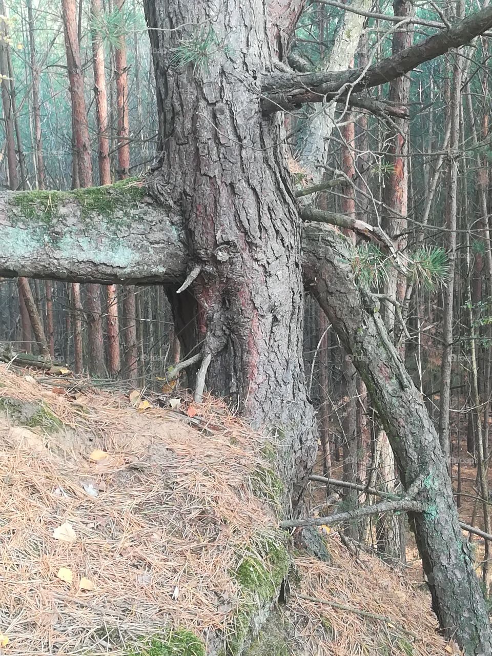 Wald Baum Wurzeln Berg Herbst Natur