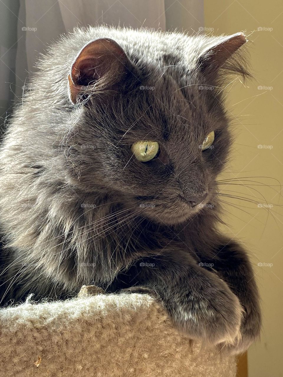 A grey cat sitting on a carpeted cat condo