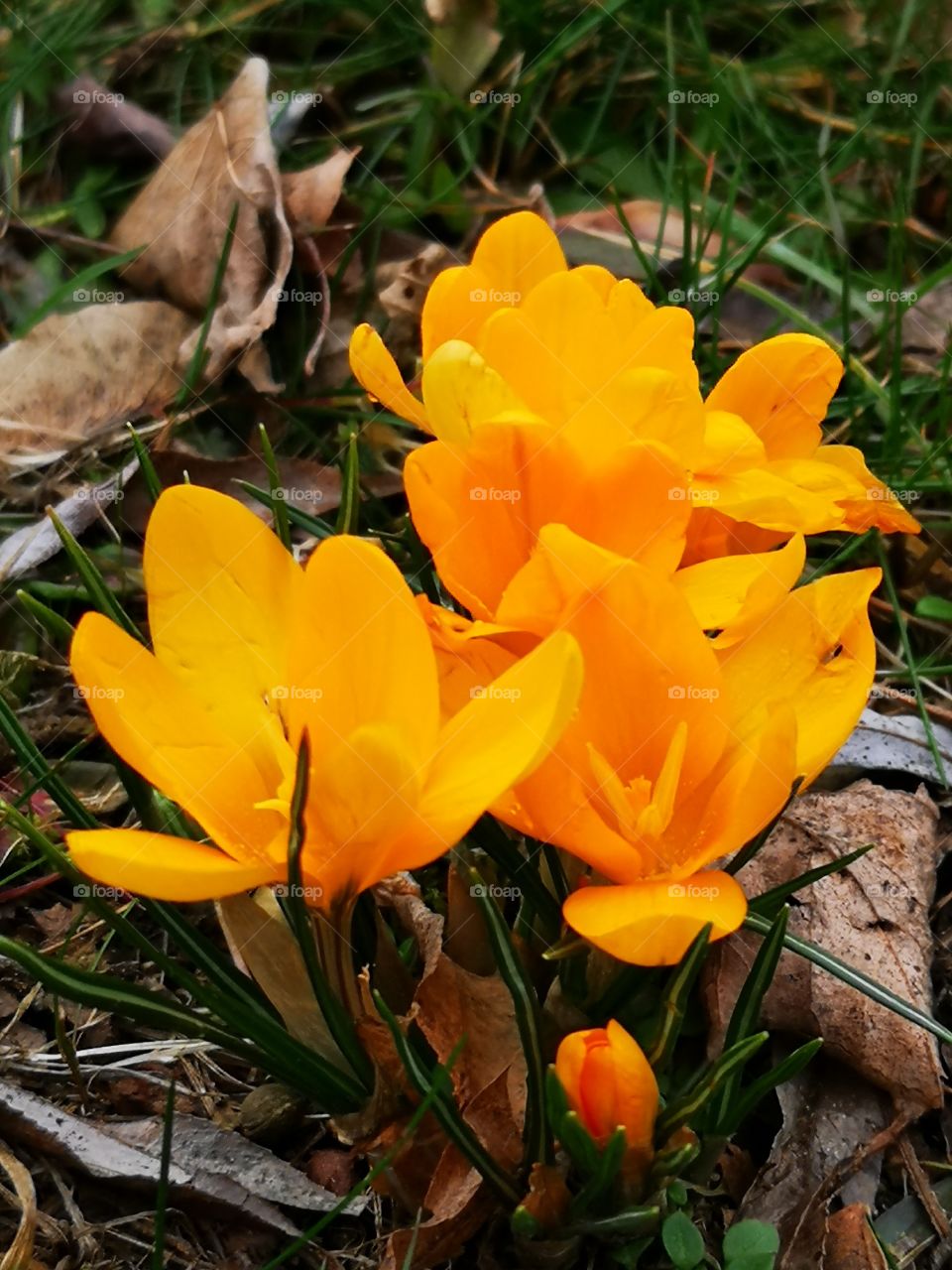 Spring is coming. Zielona Góra. Poland