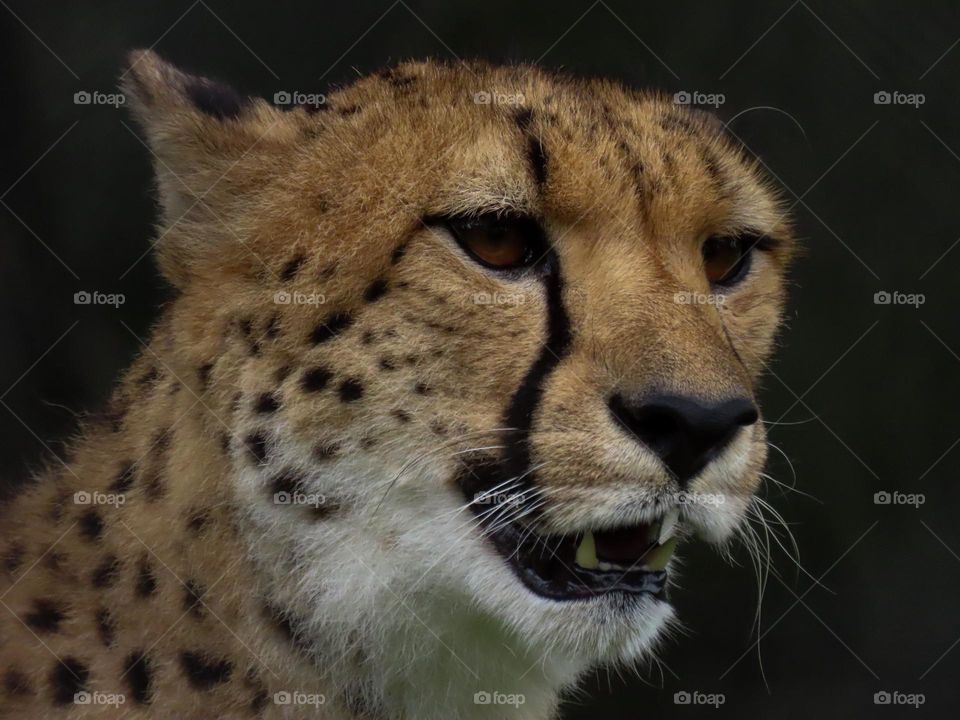 Cheetah snarling