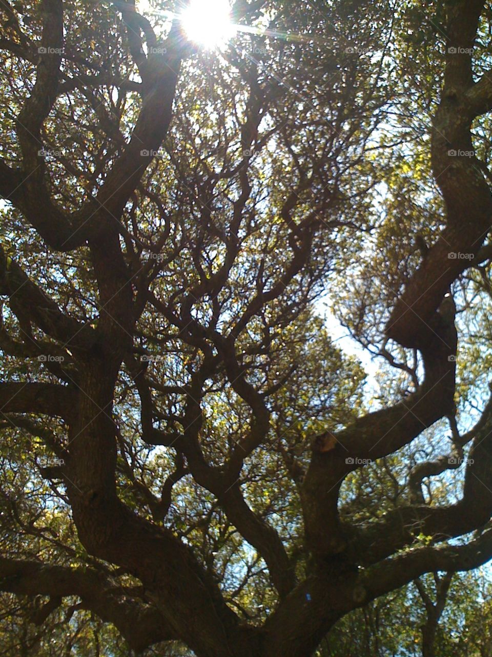 Sun in Tree