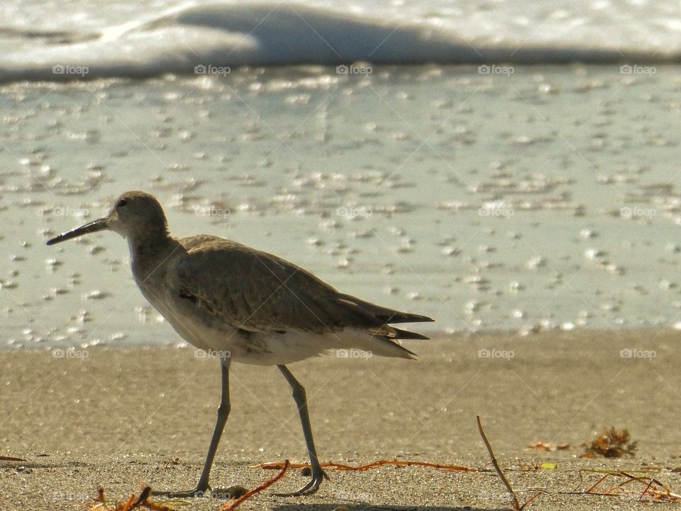 Sandpiper