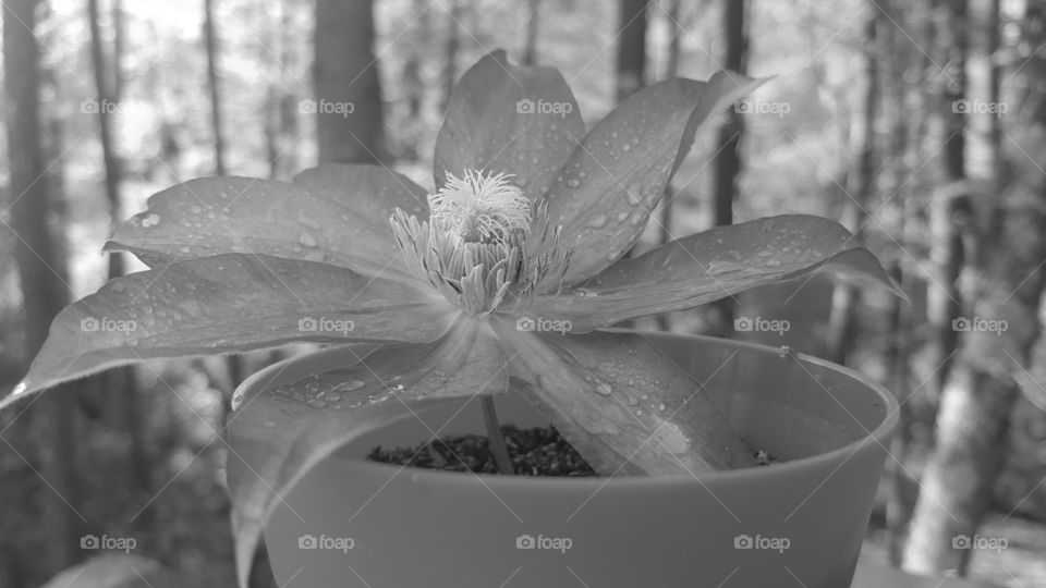 Black and white flower pot