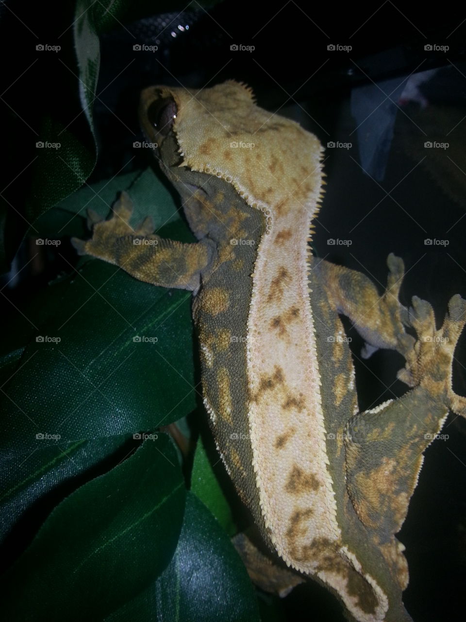 gecko