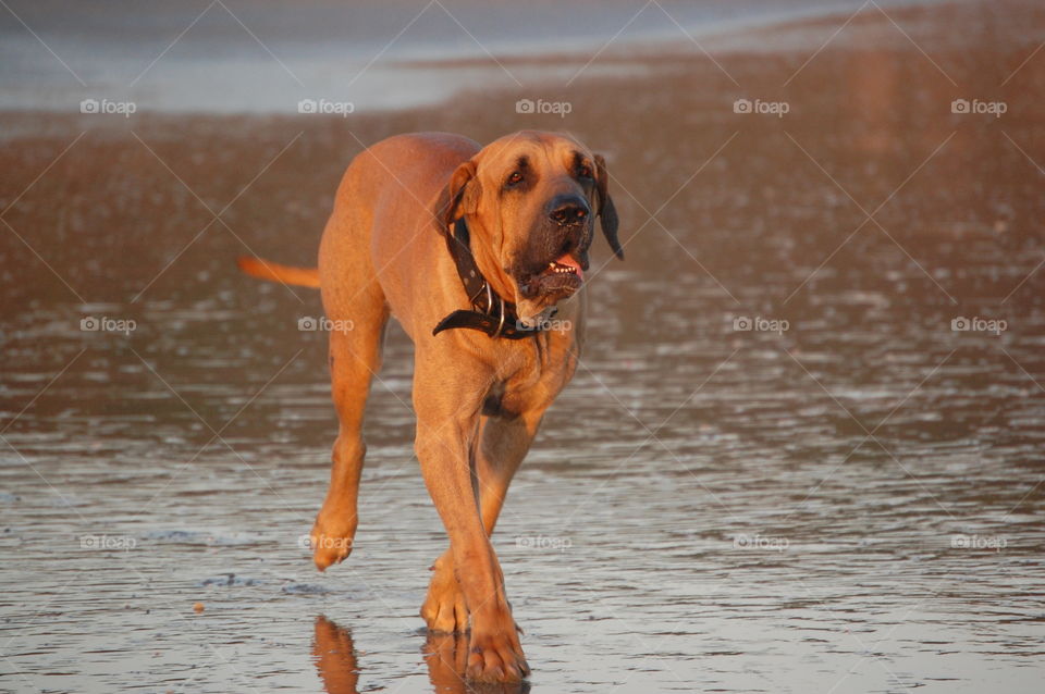Dog walking on the beach at sunset