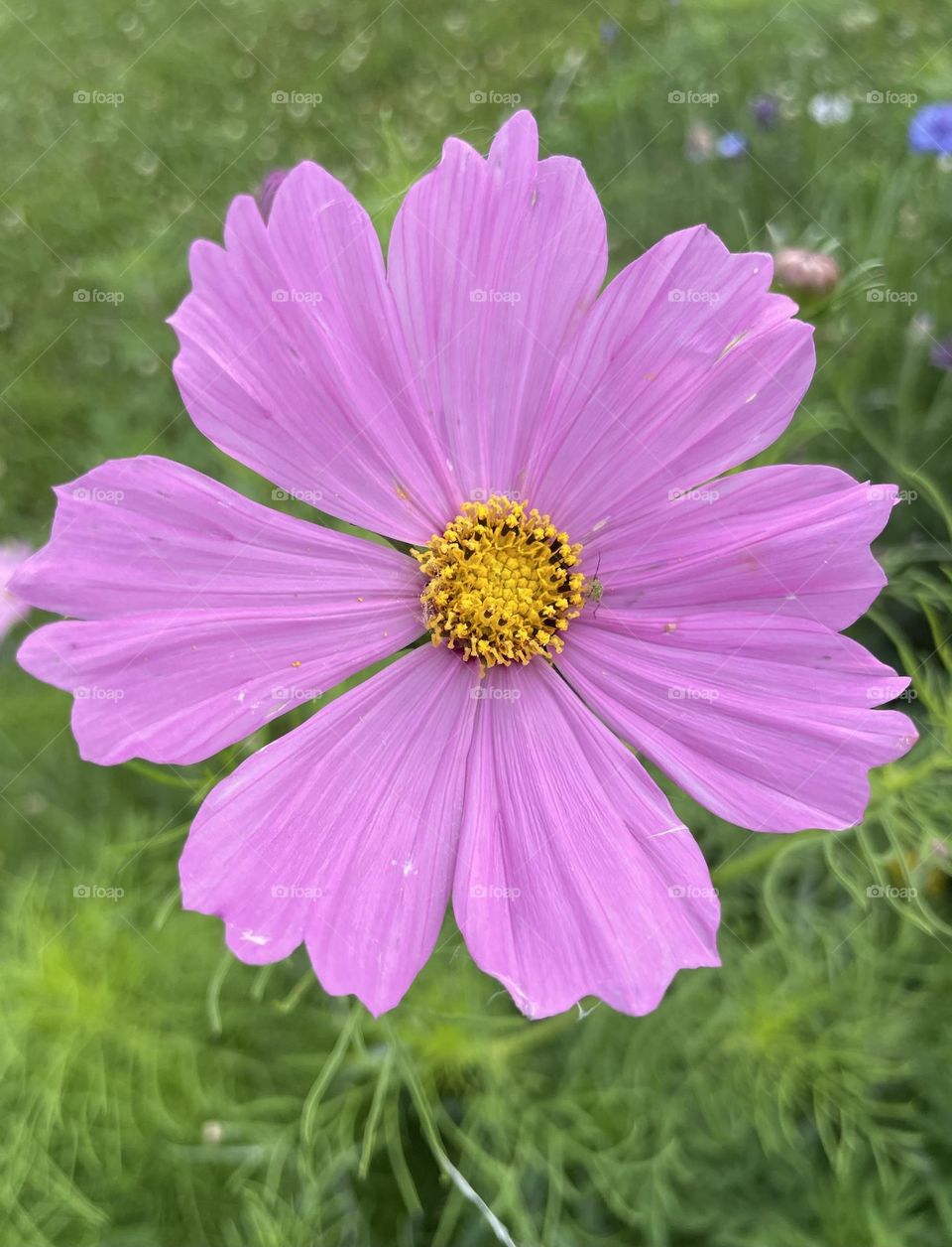 Purple Flower 