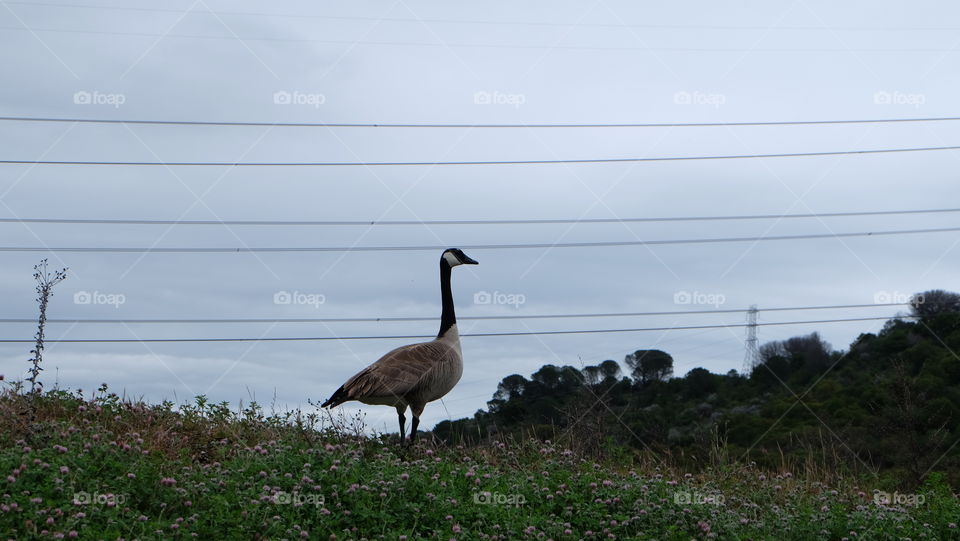 Duck standing with electric wires running in background
