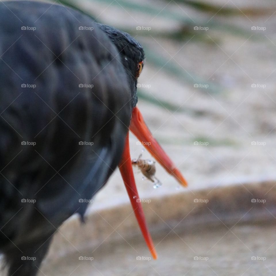 Bird eating bug
