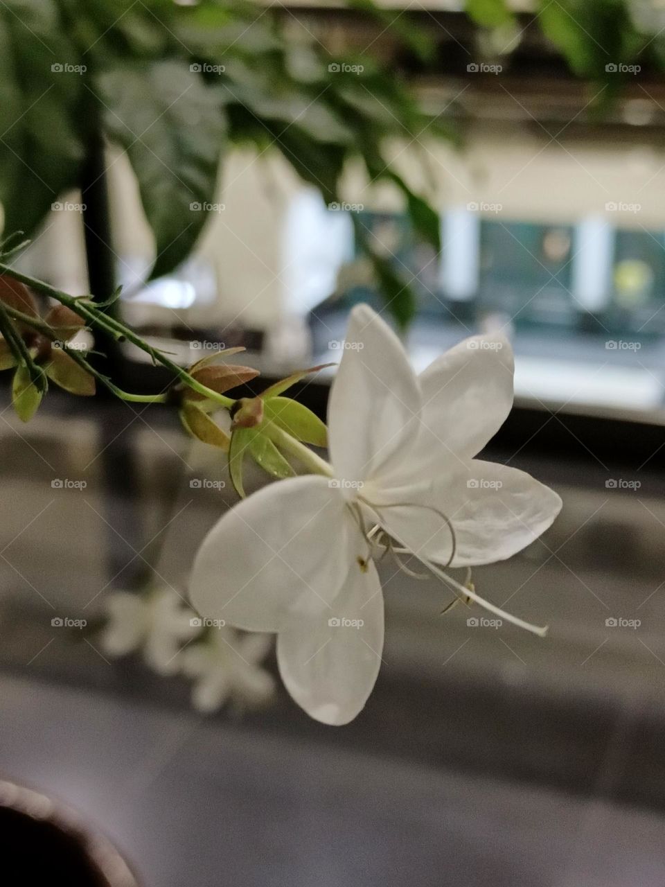 Clerodendrum laevifolium