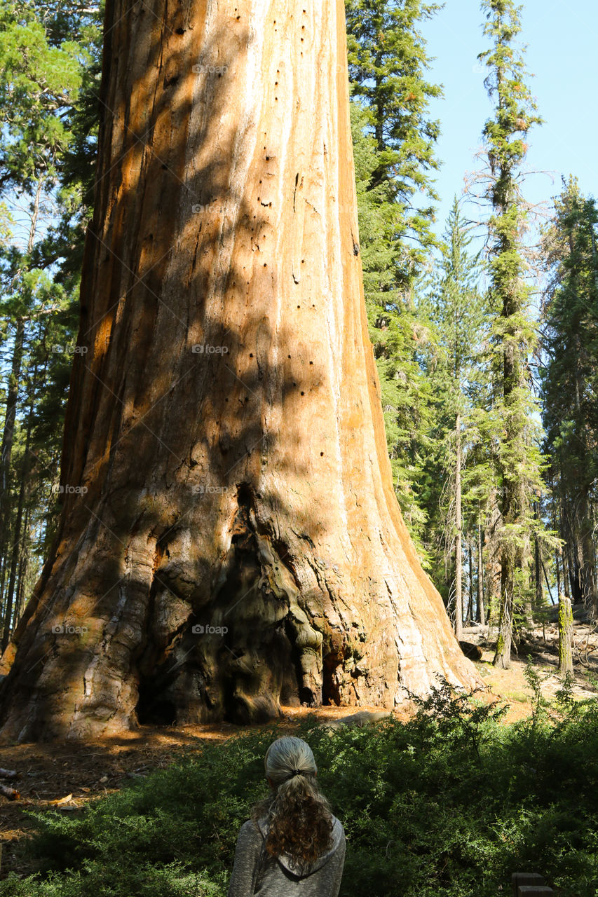 Giant sequoia