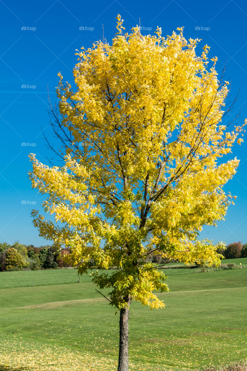 Tree in landsacpe