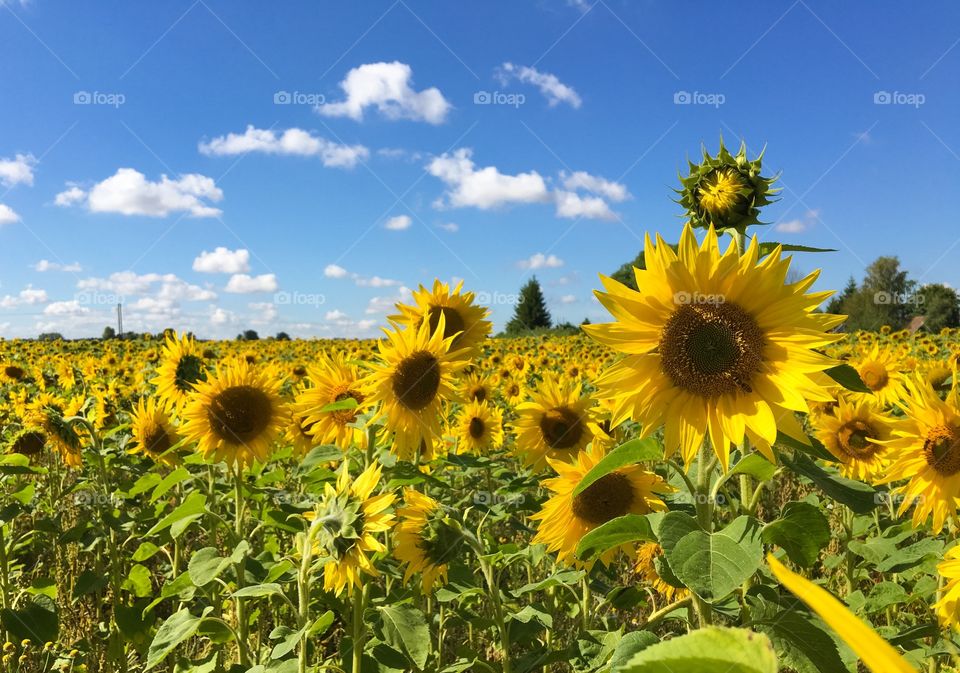 Sunflower field in summer