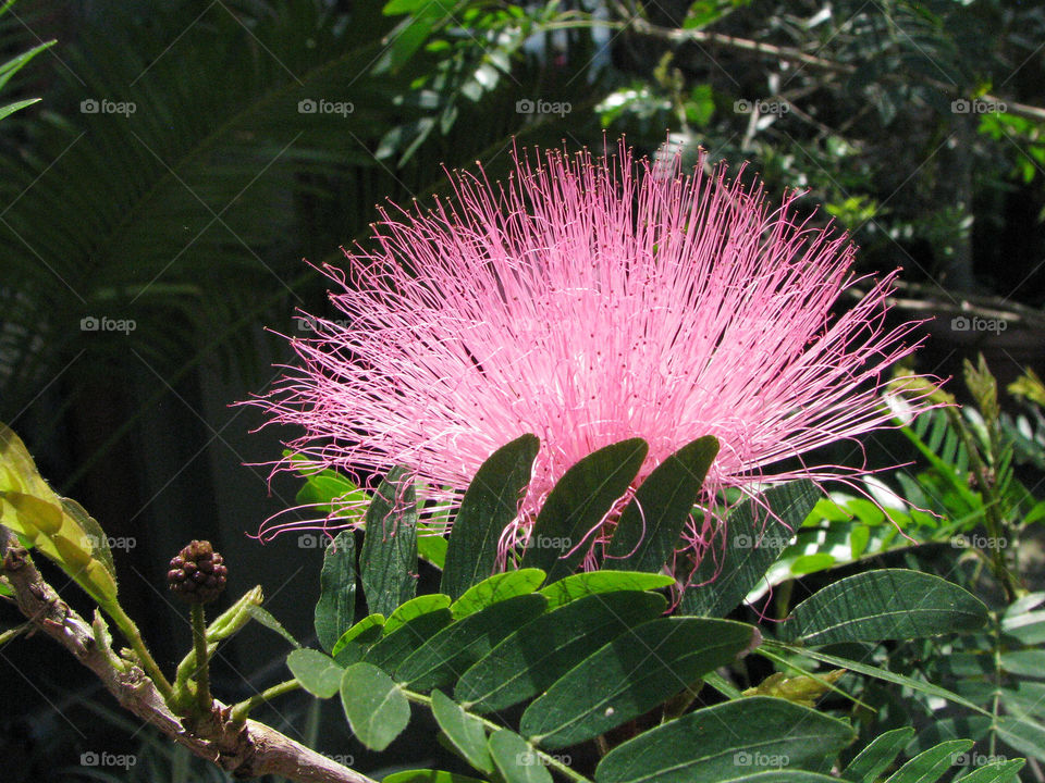 Pink Mimosa flower