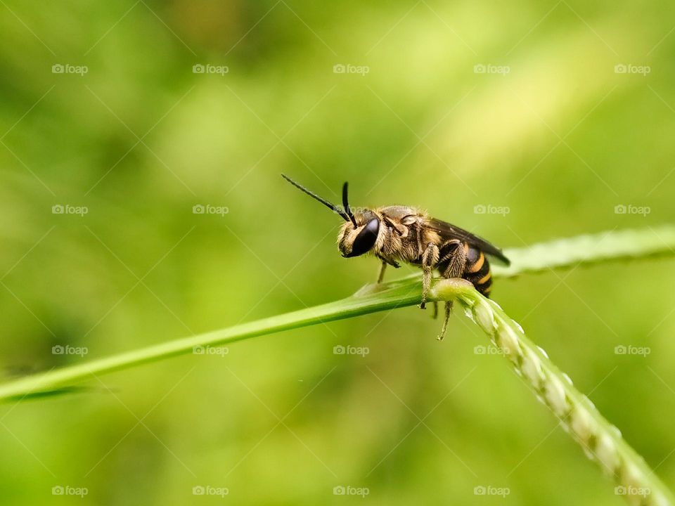 Honey bee on green grass.