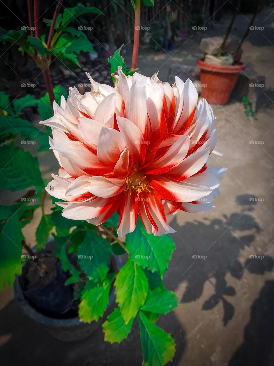 Flower head