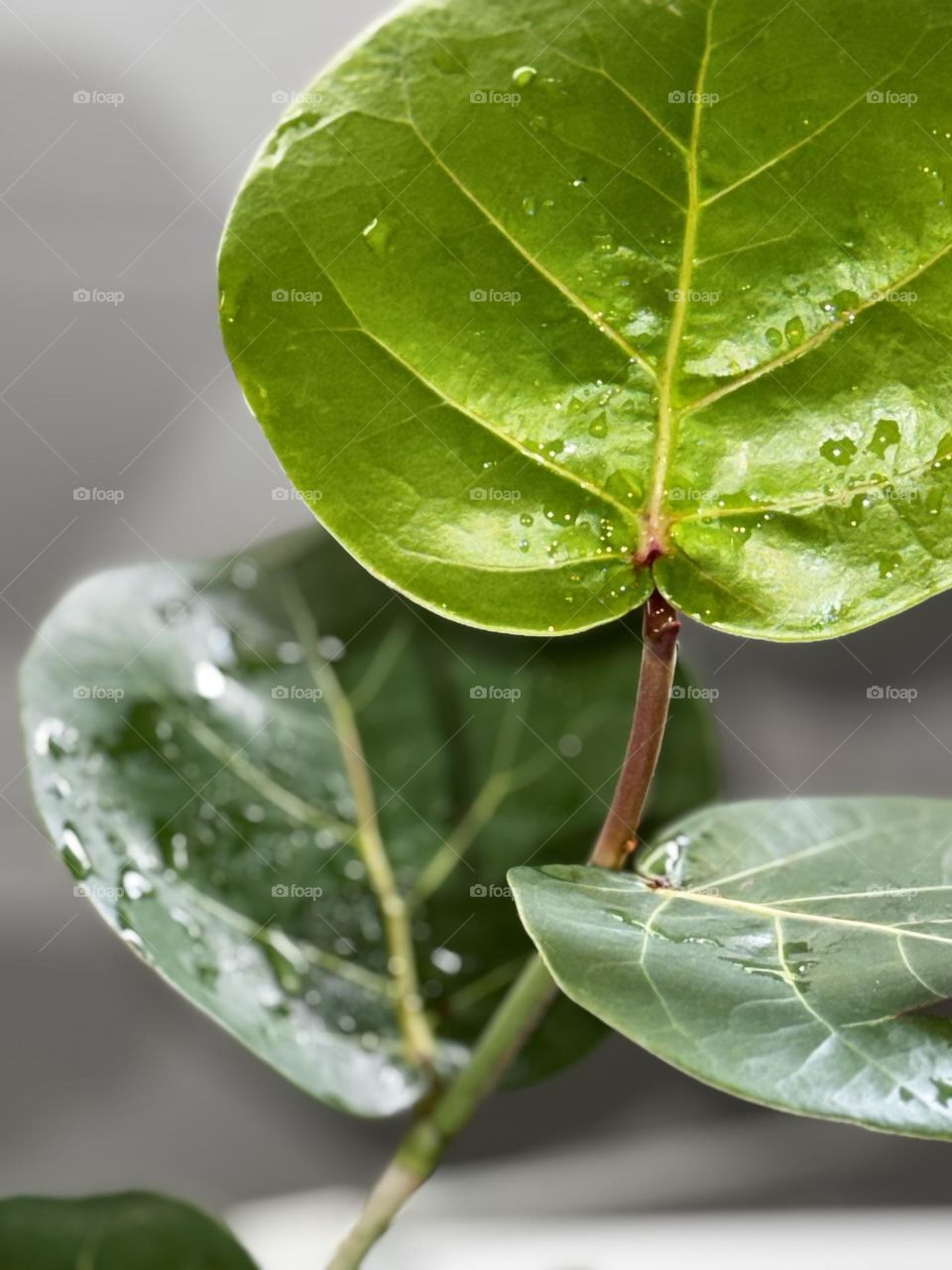 Freshly cut Sea Grape Tree (coccoloba uvifera) leaves with water droplets on white background 