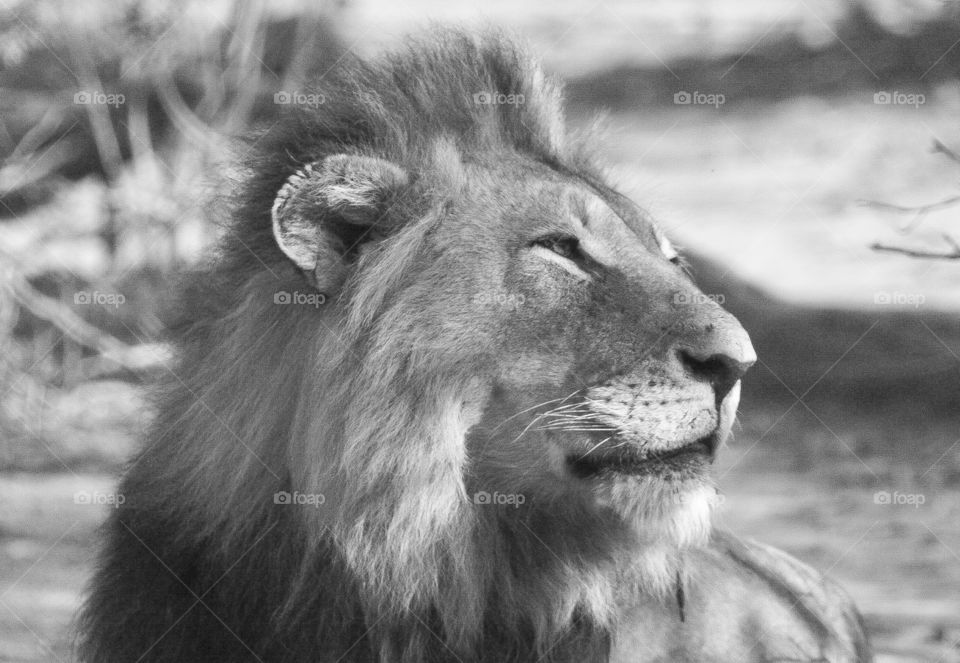 Captured in Black and white on an overcast morning