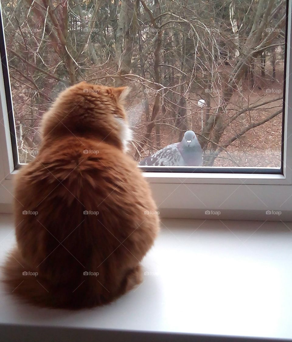 cat pet on a window and dove