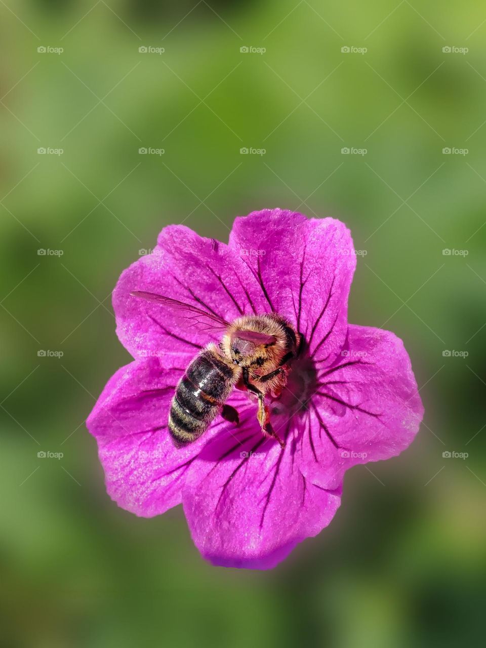 Macro photo of a bee sitting on a flower growing in the garden