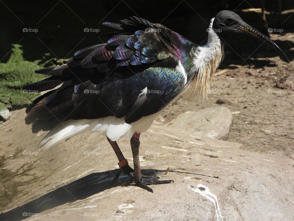 A close up of a bird