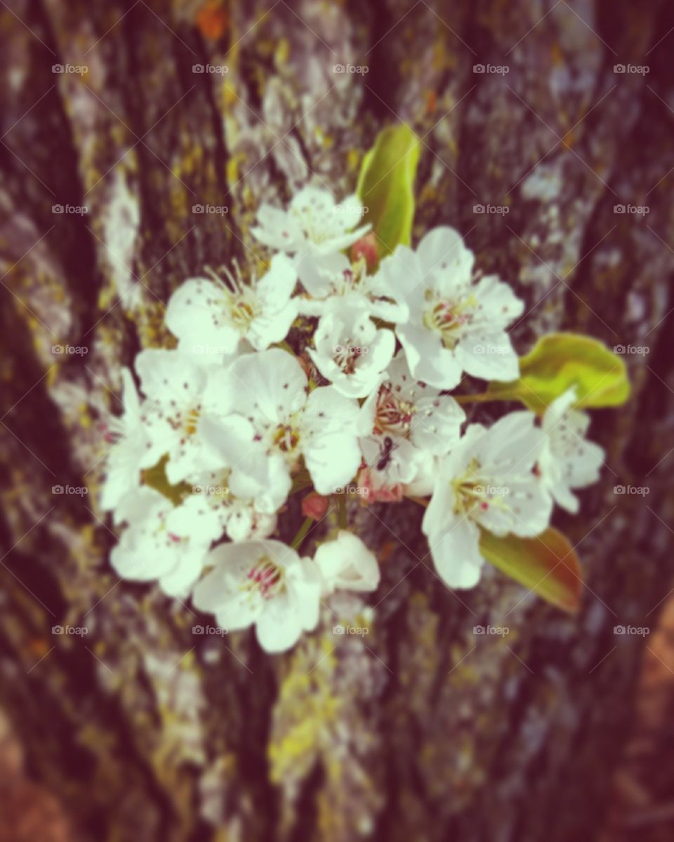 lil bouquet in the middle of a tree