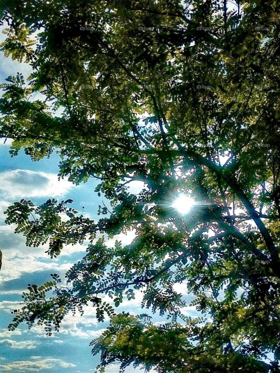 A flash in the leaves