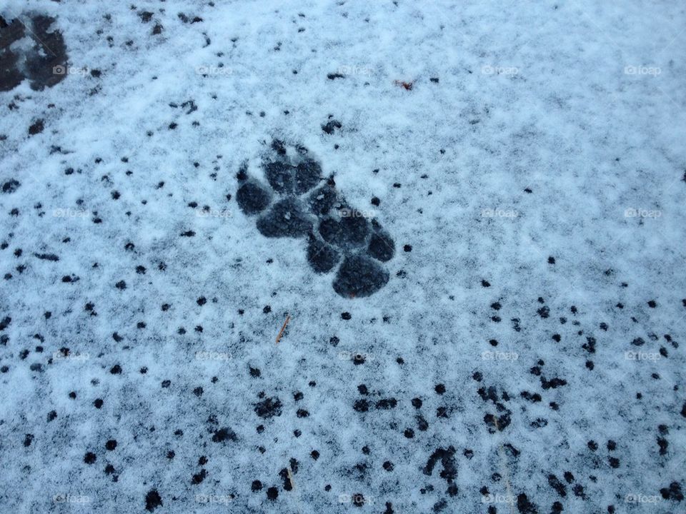 snow prints