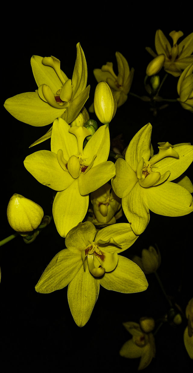 yellow fower