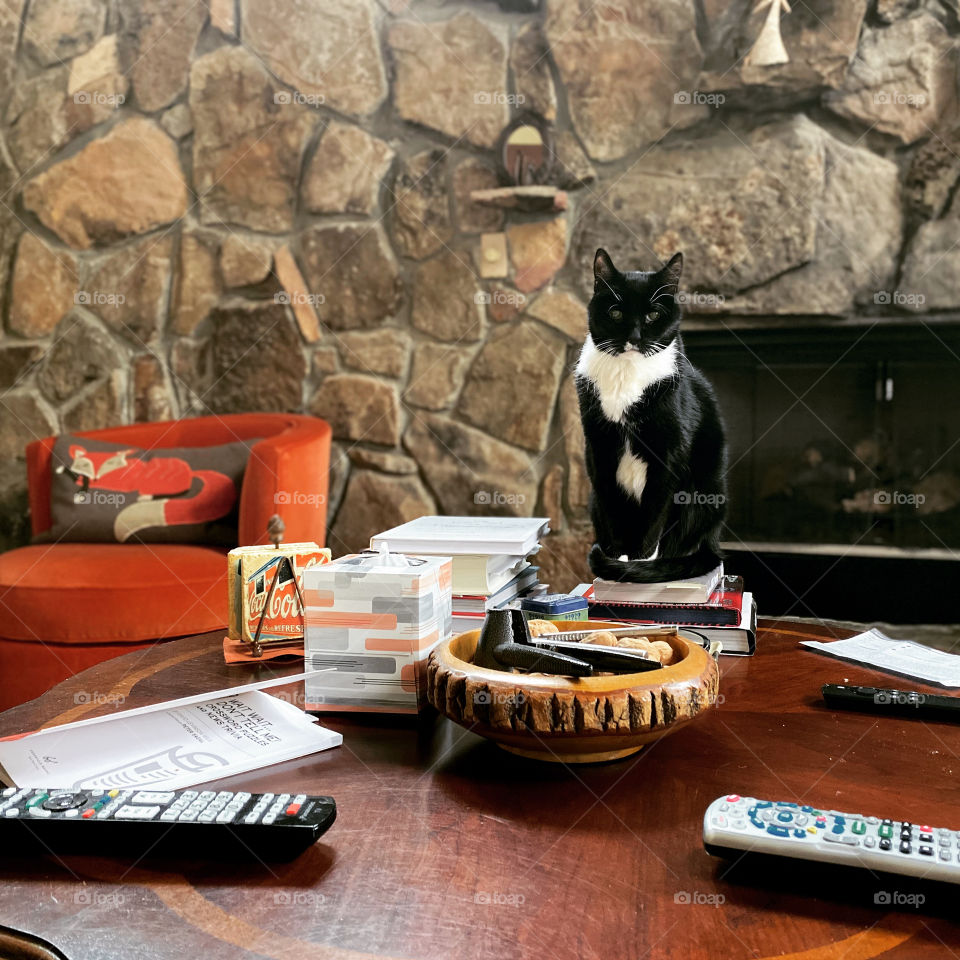 Tuxedo cat sitting on a coffee table in front of a fire place and stone wall. 