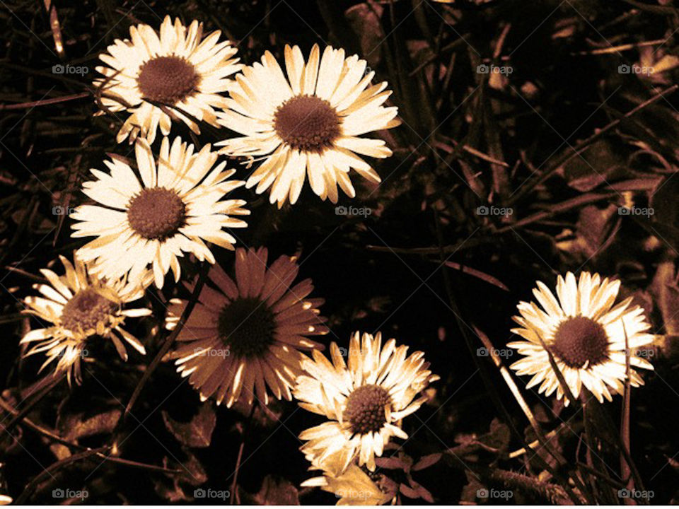 Daisies 