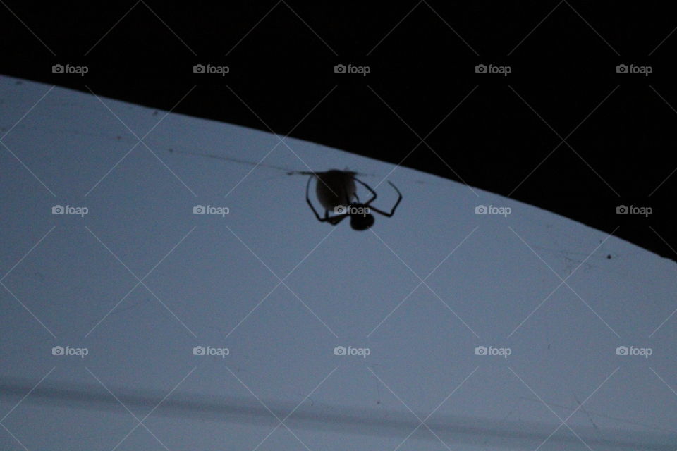 spider spinning an eggsack