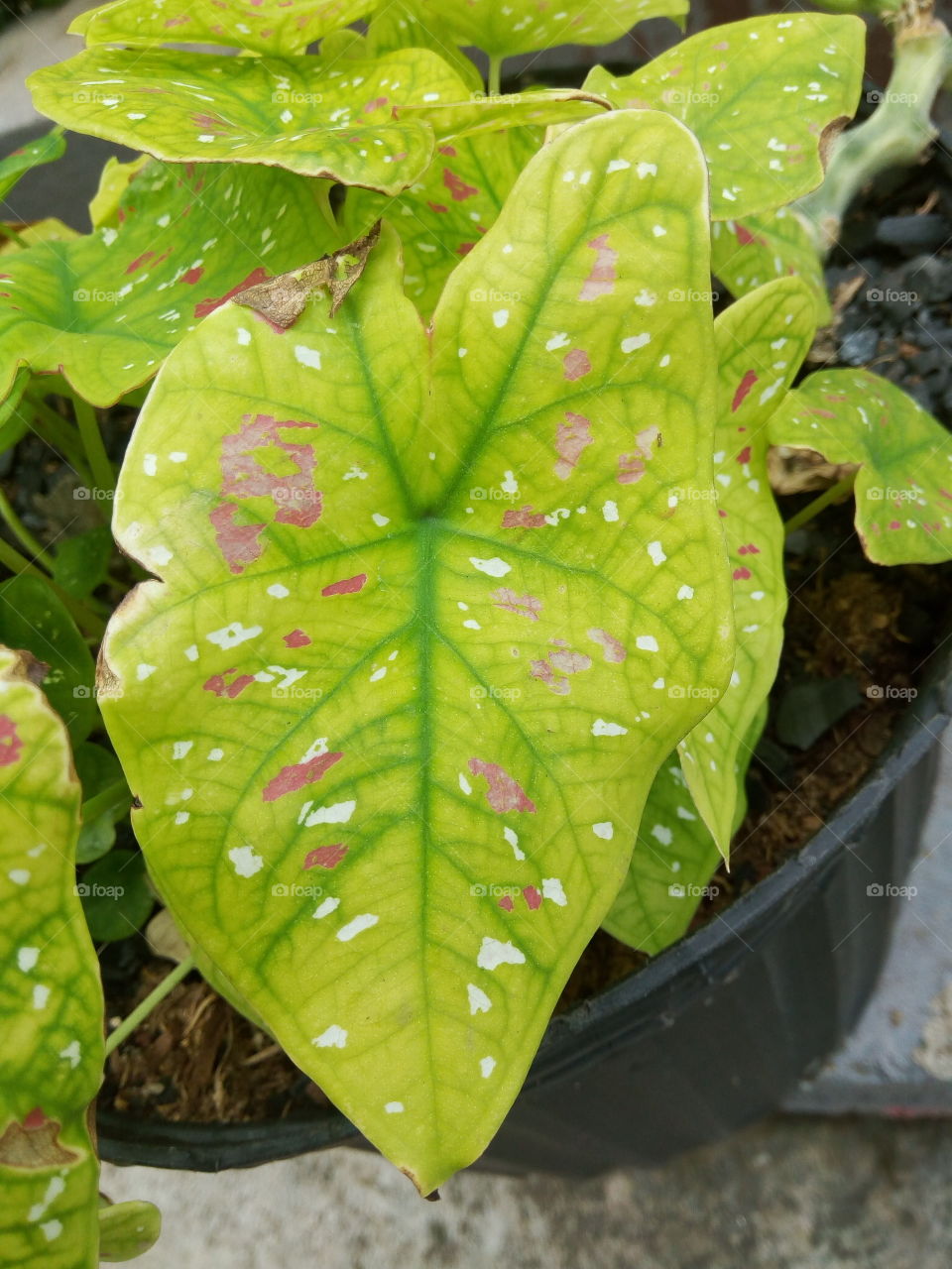Leaf, Nature, Flora, No Person, Rain