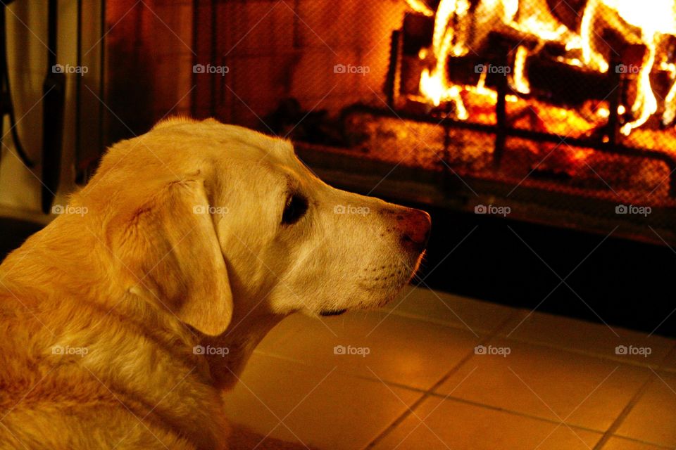 Old Labrador next to a fireplace 