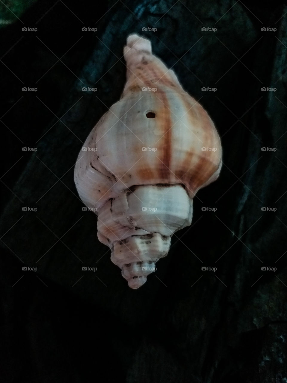Gastropod shell on black background