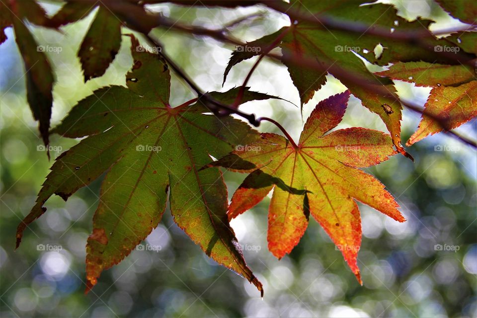 fall leaves turning.