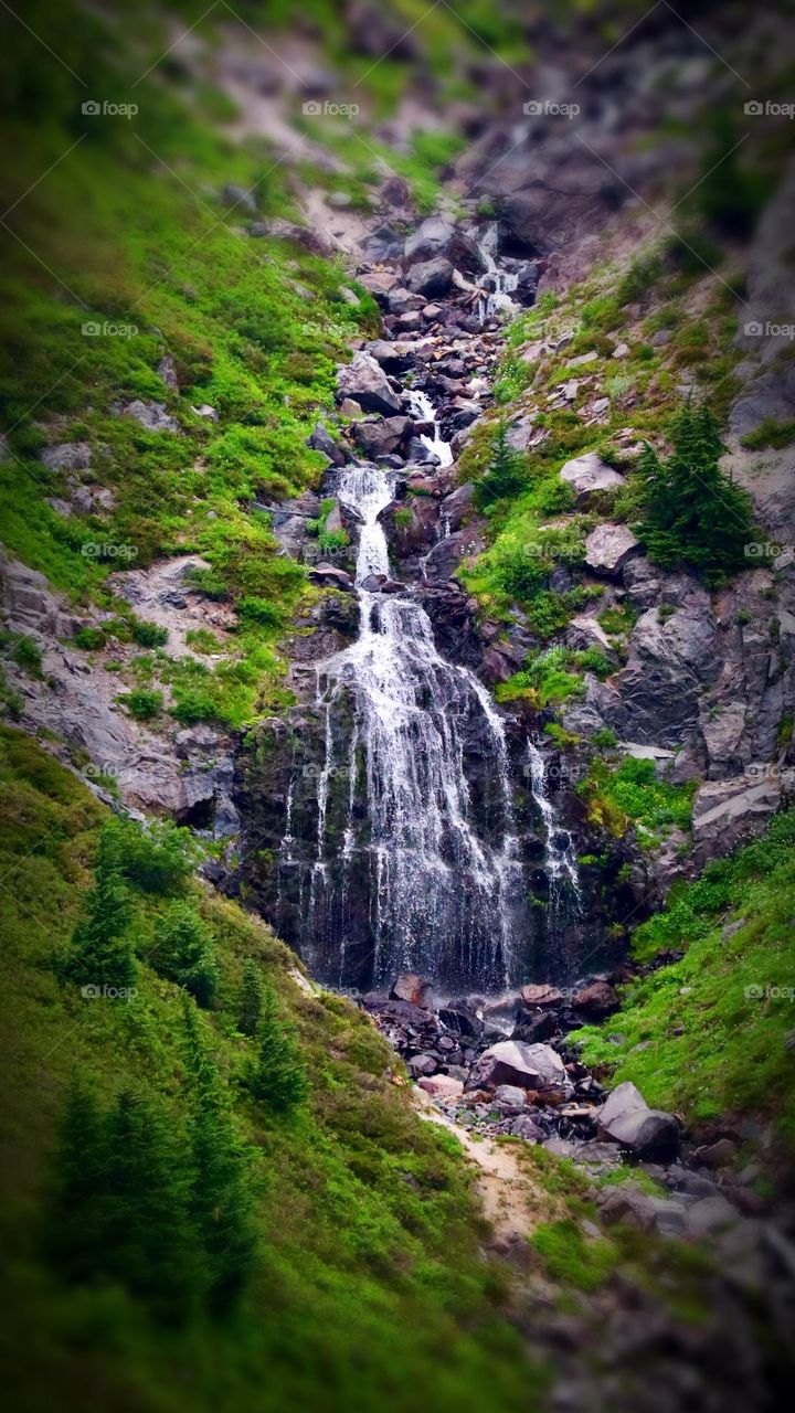 The fresh glacial waterfalls of Mount Rainier National Park flow down among the foliage, peaceful pockets of natural beauty 