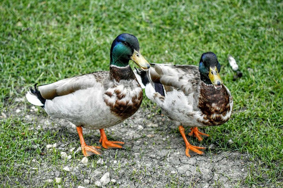 ducks