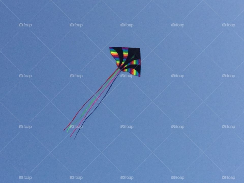 Kite in the Sky on a Clear Sunny Day 