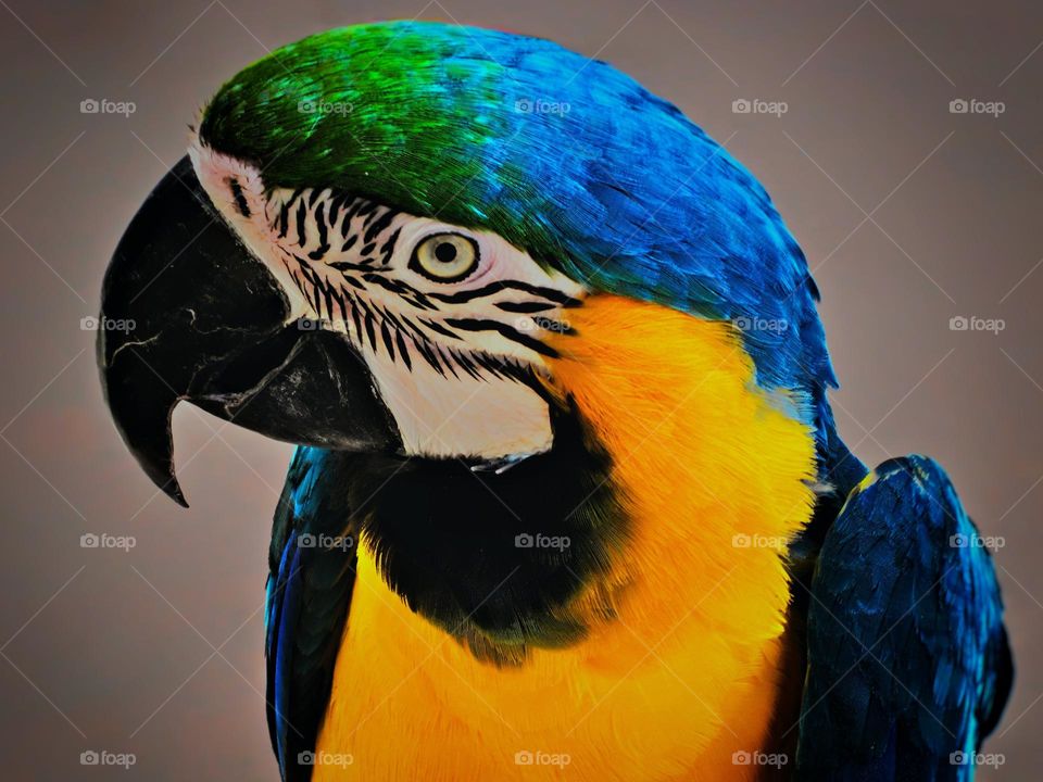 Beautiful parrot
