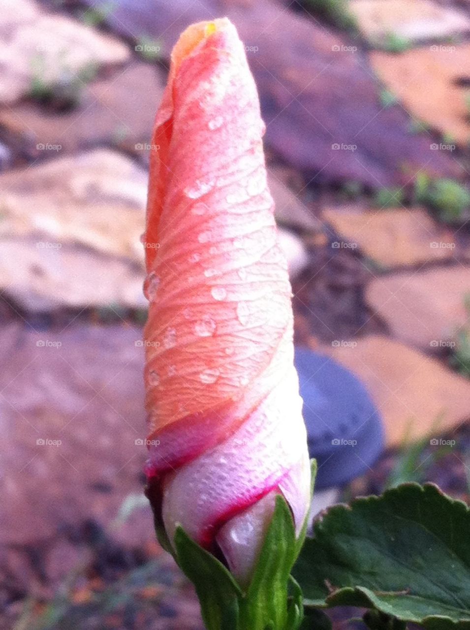 Hibiscus bud close up