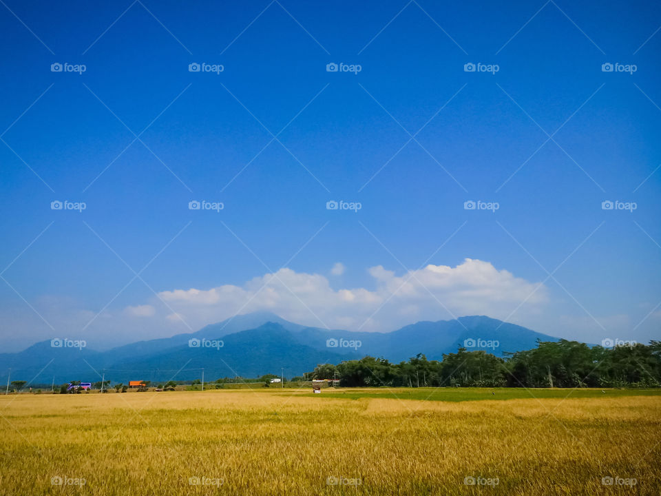 Rice field area and mountain background