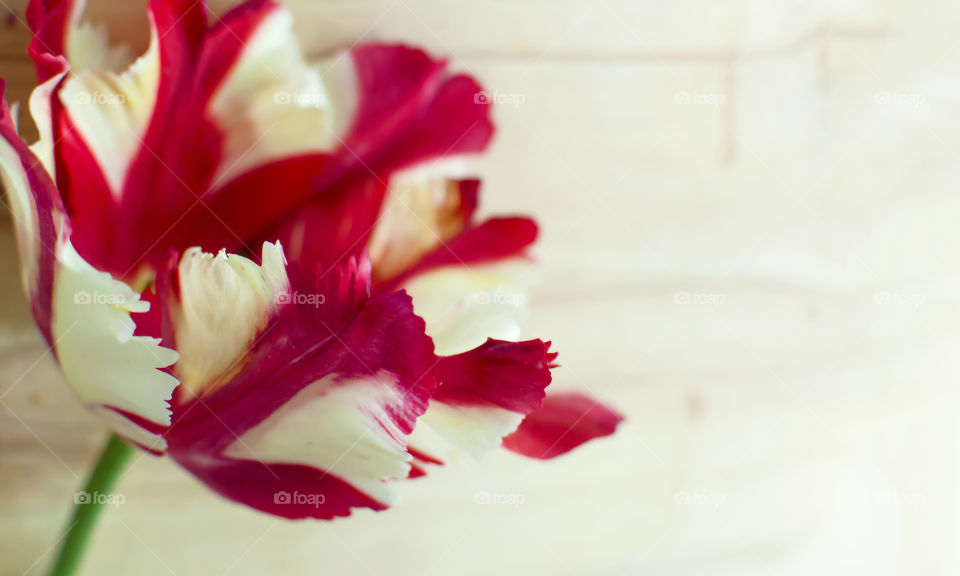 Red and ivory ruffled tulip flower on wood background with room for copy 