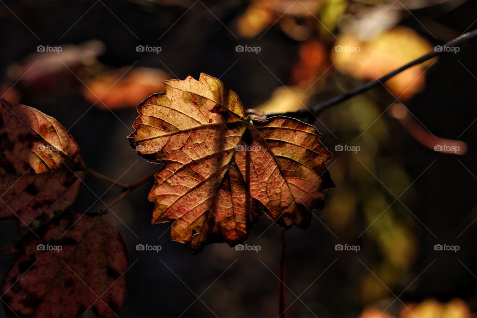 Close-up of maple leaf